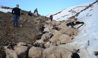 230 ovaca survalo se niz liticu i uginulo