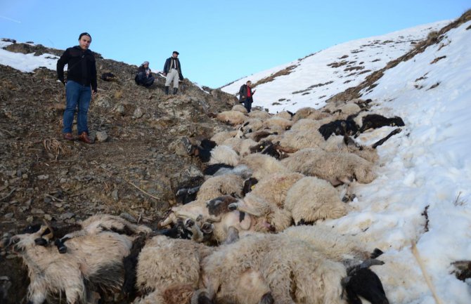 230 ovaca survalo se niz liticu i uginulo