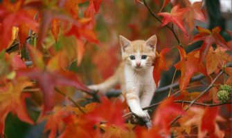 Do petka oblačno sa sunčanim intervalima, porast temperature