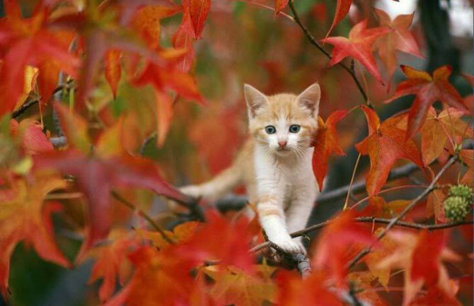 Do petka oblačno sa sunčanim intervalima, porast temperature