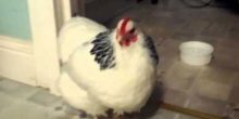 Novi hit na internetu: Kokoška koja kija (VIDEO) 