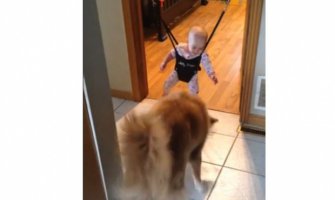 Pas uči dijete kako da skače(VIDEO)