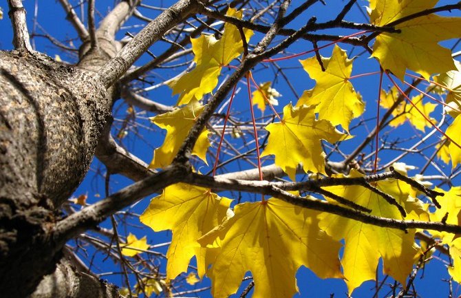 Sunčano uz umjerenu oblačnost, do 20 stepeni