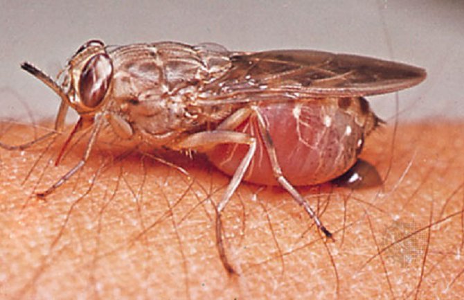 Kuga na Madagaskaru odnijela 40 života