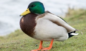 U Holandiji ubijaju patke zbog ptičijeg gripa