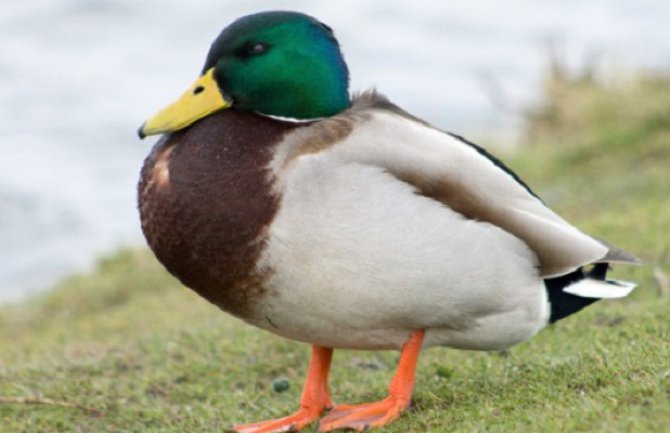 U Holandiji ubijaju patke zbog ptičijeg gripa