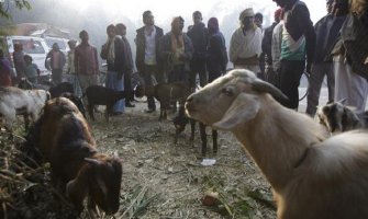 Žrtvovanje hiljadu  životinja u čast boginje Gadhimai