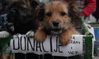 Psi koji na ulici sami zarađuju za život(FOTO)