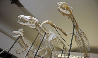 Zastrašujući ostaci nepoznatog čudovišta isplivali na plažu u Rusiji 