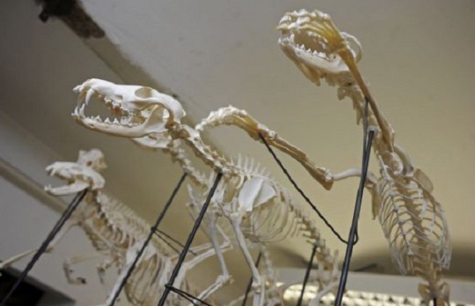 Zastrašujući ostaci nepoznatog čudovišta isplivali na plažu u Rusiji 