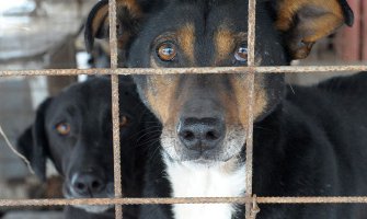 Studenti prikupljaju novac i opremu za azil za pse