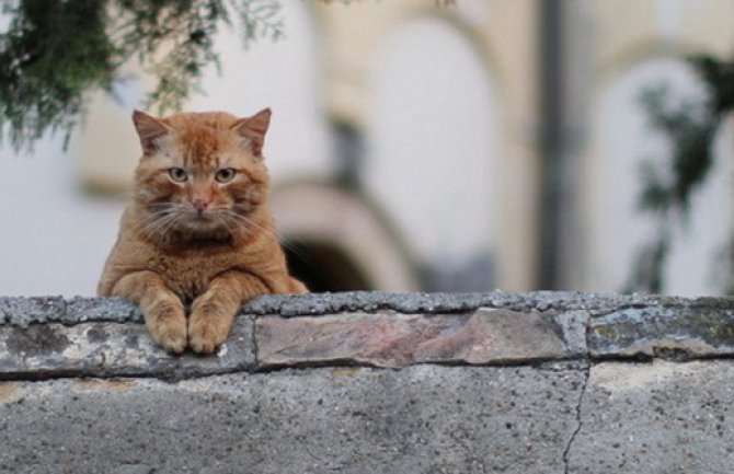 Zašto mačke mrze vodu