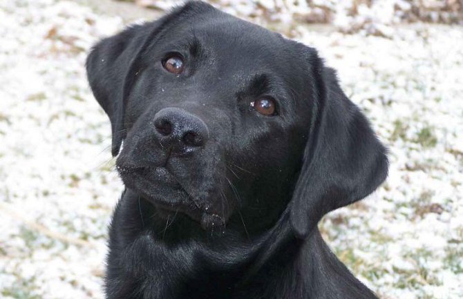 Olandov labrador tuguje u novoj sredini