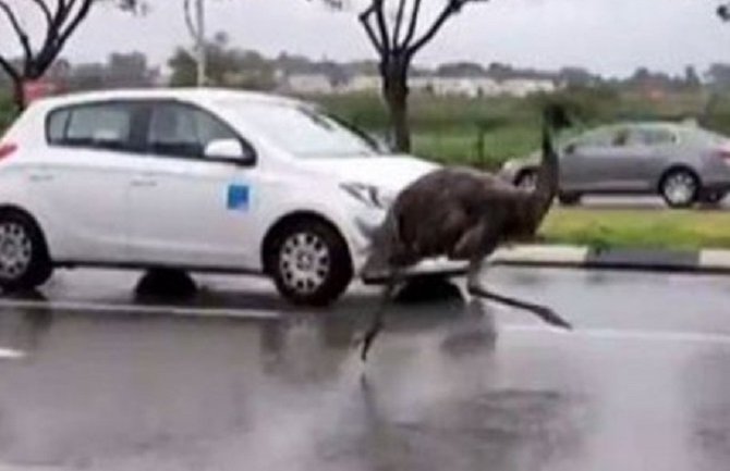 „Ptica trkačica“ na ulicama Izraela