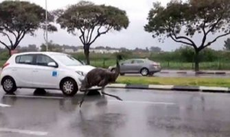 U Izraelu odbjegli emu oduševio vozače ( Video)