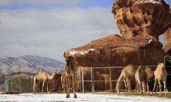 Saudijska Arabija pod bijelim pokrivačem,  kamile u šoku! 
