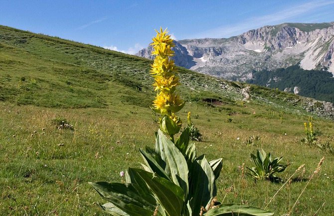 Lincura liječi srce, želudac i malokrvnost