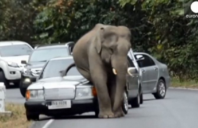 Slon jednim korakom smrskao automobil (VIDEO)