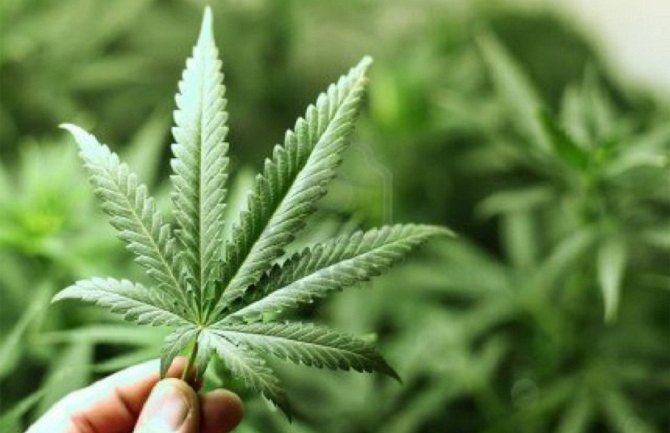 Marihuana u medicinske svrhe legalna i u Makedoniji