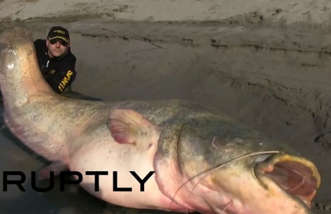 Ulovio soma teškog 127 kilograma(VIDEO)