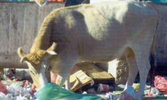 Sutomore: Napuštena stoka kontejnere pretvorila u ispasišta