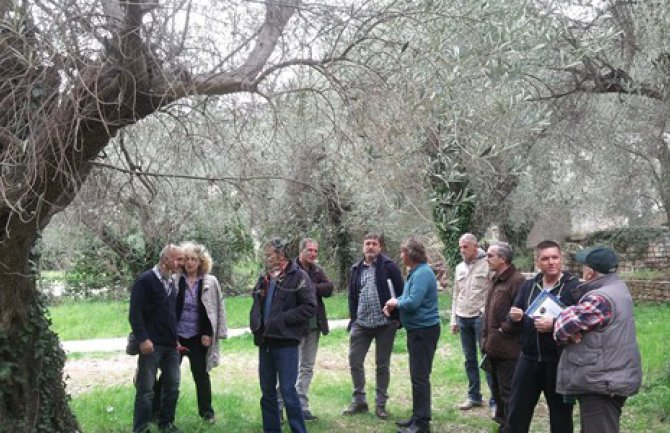 Edukacija maslinara u Petrovcu