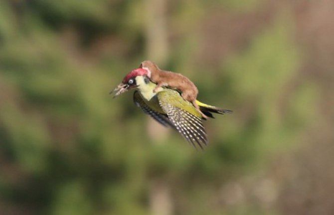 Nevjerovatan prizor: Lasica na krilima djetlića (FOTO)