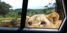 Lav otvorio vrata automobila tokom safarija (VIDEO)