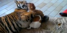 Neočekivano: Pogledajte susret tigra i psa (VIDEO)