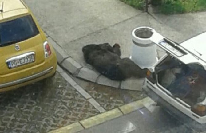 Krivična prijava protiv NN lica