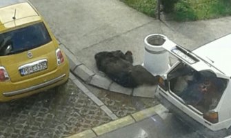 Marković: Ubistvo medvjeda je sramno, kukavičko djelo!