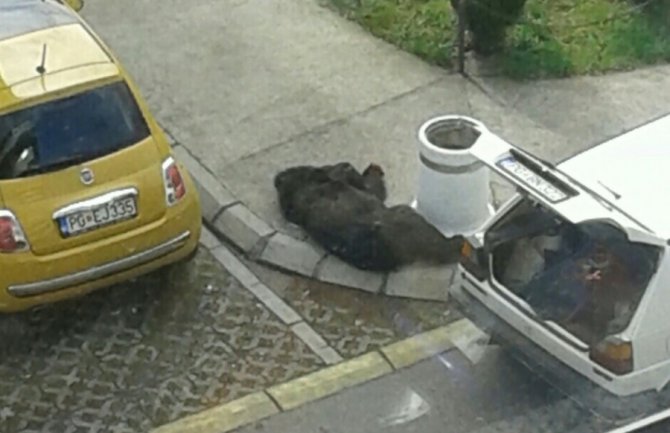 Krivična prijava protiv NN lica zbog odstrijela medvjeda