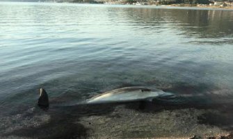 Pronađen uginuli delfin