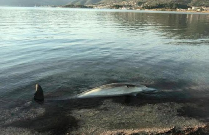 Pronađen uginuli delfin