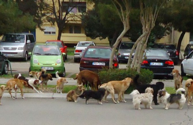 Čopor pasa lutalica uplašio Barane