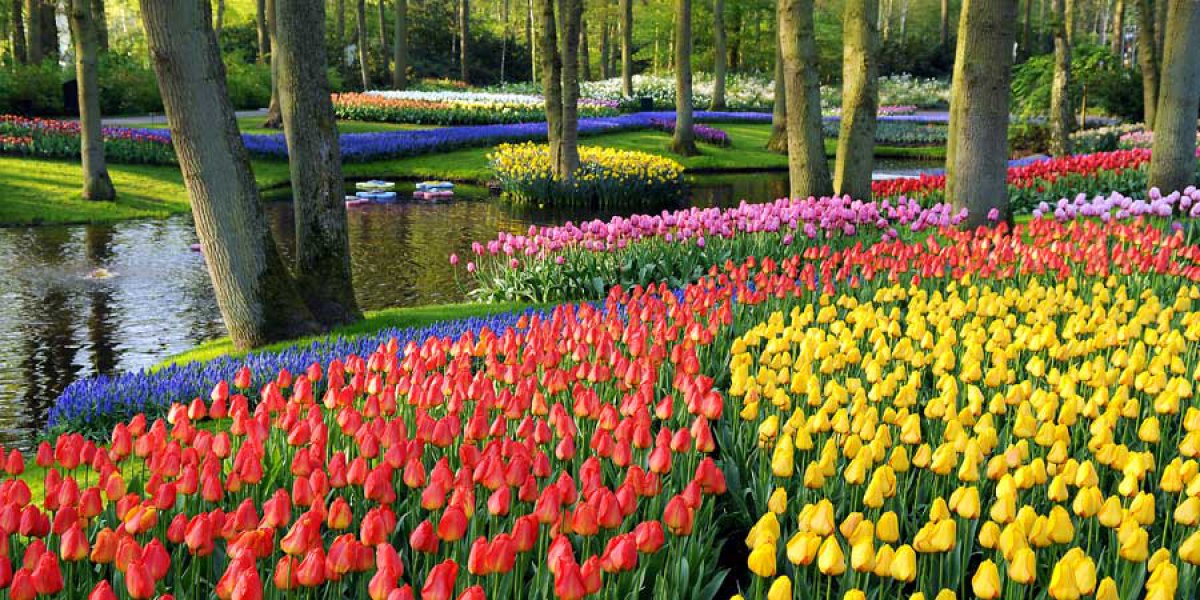 keukenhof1