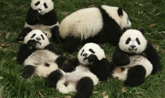Populacija pandi se povećala za 15 odsto 