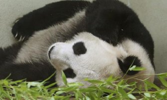 Uhapšeno 10 osoba zbog ubistva pande