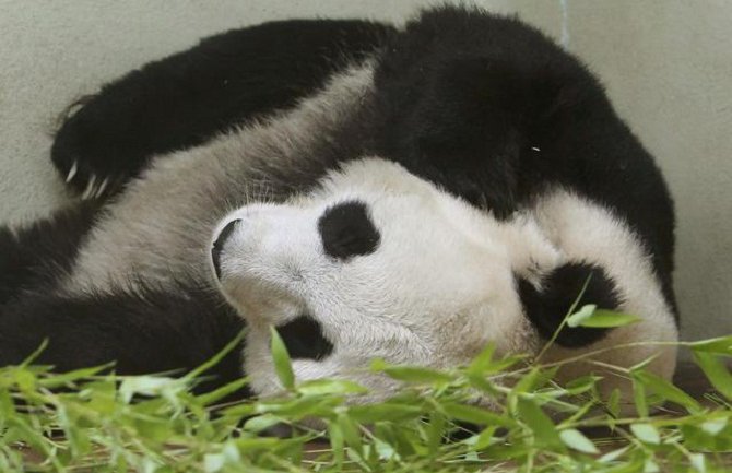 Uhapšeno 10 osoba zbog ubistva pande