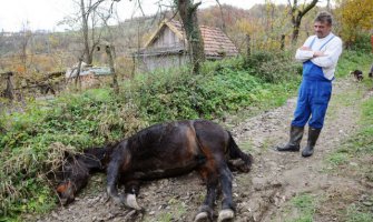  Uhapšen zbog ubistva konja