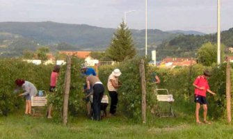 U Plantažama povećani prihodi