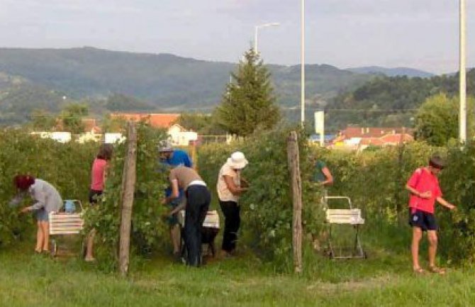 U Plantažama povećani prihodi