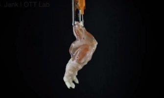 U laboratoriji uzgojena noga koja može da osjeća i hoda! (VIDEO)