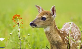 Spasili srnu iz kanala Zete