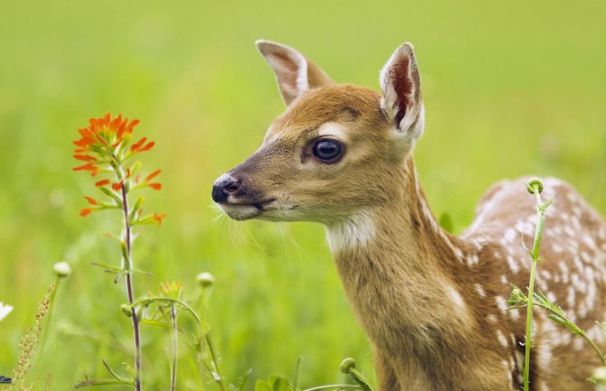 Spasili srnu iz kanala Zete