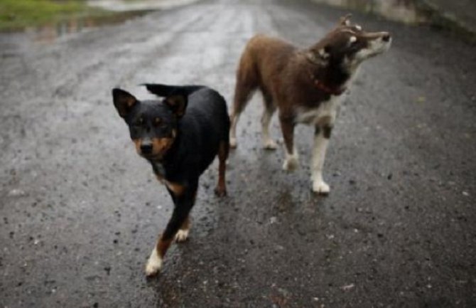 Psi lutalice Nikšićaninu zaklali morke, paunove, i drugu rijetku živinu