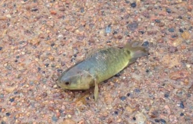 Ova riba  hoda po kopnu i guši predatore (VIDEO)