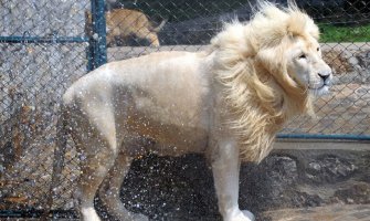 Odbjegli lav ubio čovjeka u Tbilisiju!