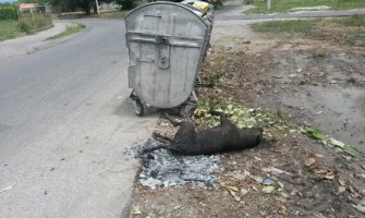 Zapaljeno prase pored kontejnera