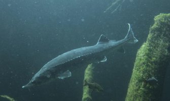 Riba skočila u čamac i ubila petogodišnju djevojčicu